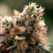 Ghost Train Haze #1 (Rare Dankness Seeds) Cannabis-Samen