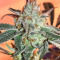 Gorilla Cookies (Big Head Seeds) Cannabis-Samen