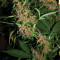 Grandaddy Banner (Big Head Seeds) Cannabis-Samen