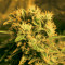 Kong 47 (Dr. Underground) Cannabis-Samen