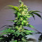Kosher Kush (Reserva Privada) Cannabis-Samen
