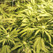 Kripple Roulette (Dr. Krippling Seeds) Cannabis-Samen