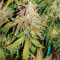 Original Auto Skunk (Fast Buds) Cannabis-Samen