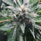 Original Bruce Banner regular (Dark Horse Genetics) Cannabis-Samen