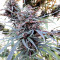 Purple Haze x Malawi (Ace Seeds) Cannabis-Samen