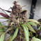 Buy Red Mandarine F1 Fast Version strain