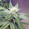 Strawberry Banana (Big Head Seeds) Cannabis-Samen