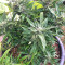 Strawberry Banana (Big Head Seeds) Cannabis-Samen