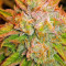 Triangle Kush Auto (Mephisto Genetics) Cannabis-Samen