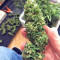 Wedding Cake (Big Head Seeds) Cannabis-Samen