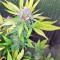 White Critical (White Widow +) (Original Sensible Seeds) Cannabis-Samen