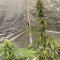 Zombie Kush (Ripper Seeds) Cannabis-Samen