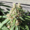 AK420 (Seedstockers) Cannabis-Samen