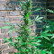 Big Bang Auto (GHS) Cannabis-Samen