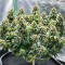 Blueberry OG feminisierte Samen (AlphaFem Seeds)