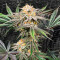Dozy Breath feminisierte Samen (AlphaFem Seeds)