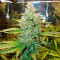 Green Crack Auto (Fast Buds) Cannabis-Samen