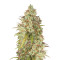 Jack Herer (GHS) Cannabis-Samen