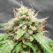 Keepers OG Autoflower feminisierte Samen (Seedkeepers)