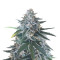 King’s Kush Auto CBD (GHS) Cannabis-Samen