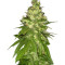 Mekong High (Dutch Passion) Cannabis-Samen