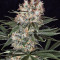 Ortega Indica (Dutch Passion) Cannabis-Samen