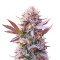 Purple Lemonade Fast Flowering feminisierte Samen (Fast Buds)