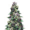Purple Urkle (Pyramid Seeds) Cannabis-Samen