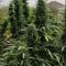 Atomic Cannabis-Samen Kaufen