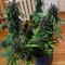 LSD-25 Auto (Fast Buds) Cannabis-Samen zu verkaufen