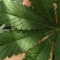 Kaufe Blackberry Moonrocks Samen feminisiert von AlphaFem Seeds