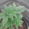 Gelato Auto Cannabis-Samen Kaufen
