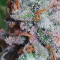 Sweet Love (Philosopher Seeds) Cannabis-Samen zu verkaufen