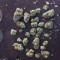 Auto Purple Gorilla (Short Stuff Seeds) Cannabis-Samen zu verkaufen