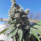 Triple G (RQS) Cannabis-Samen zu verkaufen