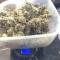 Kaufe Runtz XL Auto Samen feminisiert von Sweet Seeds