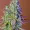 Girl Scout Cookies Auto Cannabis-Samen Kaufen