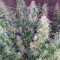 Big Bang Auto Cannabis-Samen Kaufen