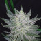 Original Big Bud Auto Cannabis-Samen Kaufen