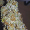 Kaufe Original Afghan Kush Auto Samen feminisiert von Fast Buds