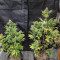 The Church Cannabis-Samen Kaufen