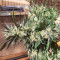 White Gold Cannabis-Samen Kaufen
