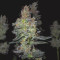 Dr. Bruce Banner CBD (Original Sensible Seeds) Cannabis-Samen zu verkaufen