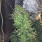 Royal Medic CBD (RQS) Cannabis-Samen zu verkaufen