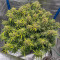 Kaufe Original Cinderella Auto Samen feminisiert von Fast Buds