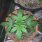 Auto Brooklyn Sunrise Cannabis-Samen Kaufen