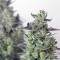 Bubble Kush Automatic Cannabis-Samen Kaufen