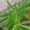 Durban Poison (Dutch Passion) Cannabis-Samen zu verkaufen