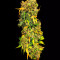 CBD Auto 20:1 (Fast Buds) Cannabis-Samen