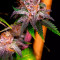 Ayahuasca Purple Cannabis-Samen Kaufen